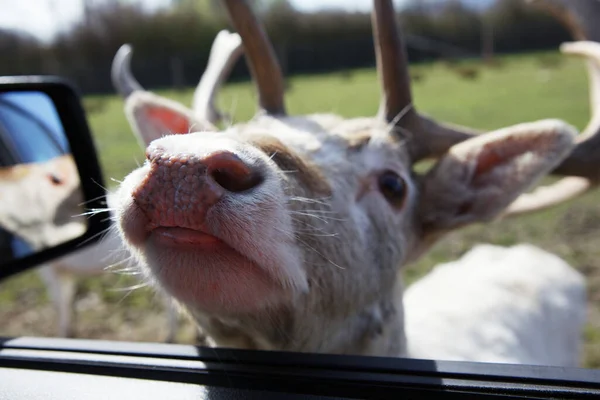 Chevreuils Jachère Recherche Nourriture Dans Une Voiture Avec Une Grande — Photo