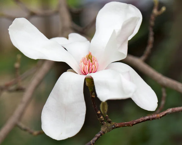 Λευκό Λουλούδι Πέταλο Βιολετί Αντοχή Ενός Δέντρου Μανόλιας — Φωτογραφία Αρχείου
