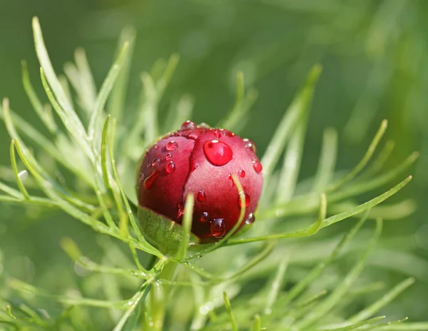 Peonía Pétalos Flores Frescas Flora Del Jardín — Foto de Stock