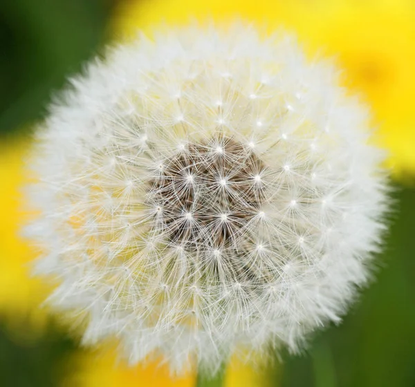 Vacker Utsikt Över Naturliga Maskros Blomma — Stockfoto