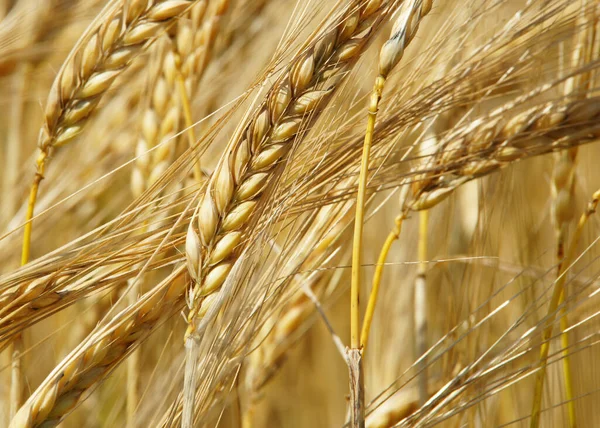 Ripe Ears Corn Cereal Grains — Stockfoto