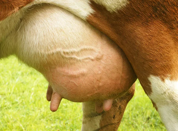 Cow Udder Cow Udder — Stock Photo, Image