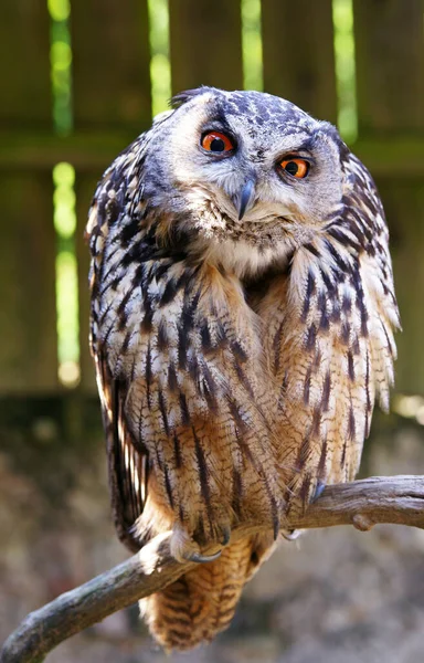 closeup view of eagle owl at wild nature
