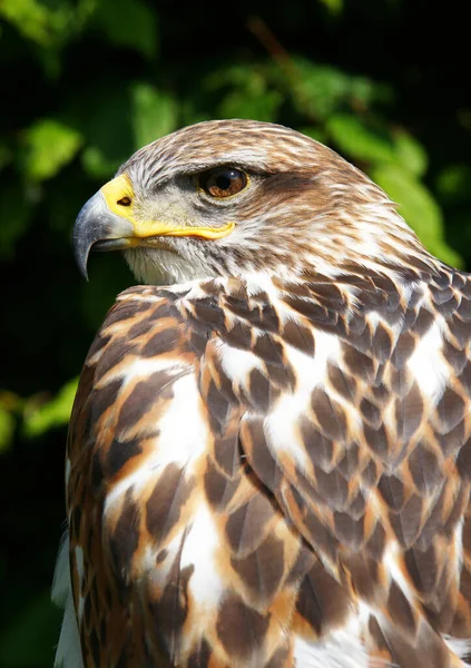 Greifvogel Falkenarten — Stockfoto