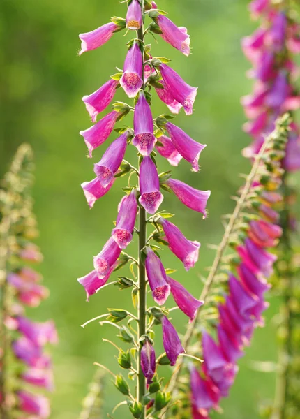 Foxglove Fleur Botanique Beauté — Photo