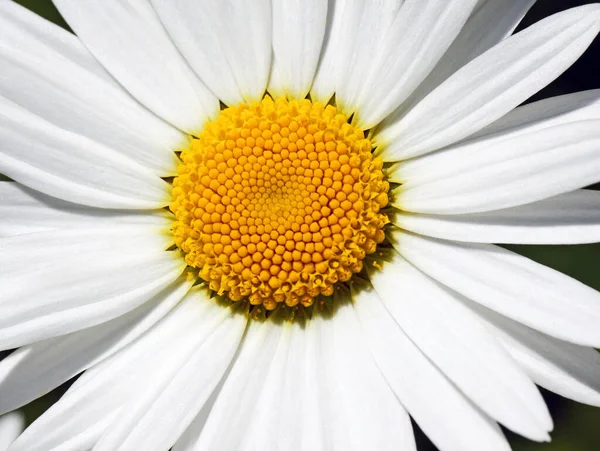 Macro Bloom Flower Macro — Stock Photo, Image