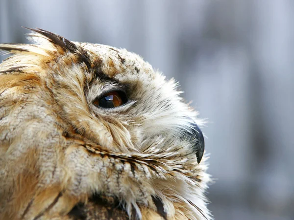 closeup view of eagle owl at wild nature