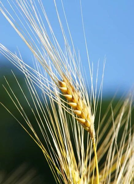 玉米地的穗 — 图库照片