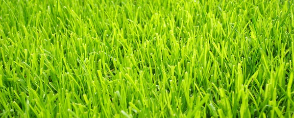 Grama Futebol Textura Relva Futebol Transversalmente — Fotografia de Stock