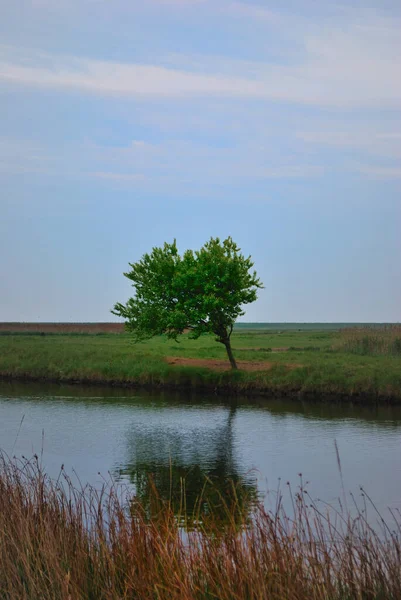 Boom Aan Rivier Kale Omgeving — Stockfoto