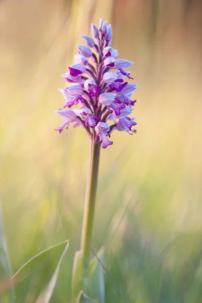 Orchidee Militaris Militaire Orchidee — Stockfoto