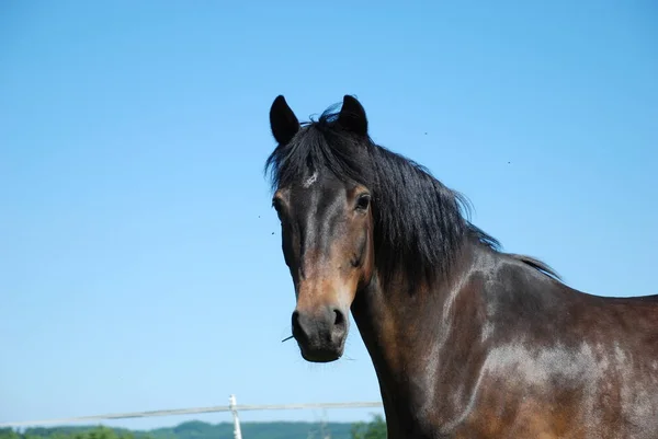 Schuif Het Portret — Stockfoto