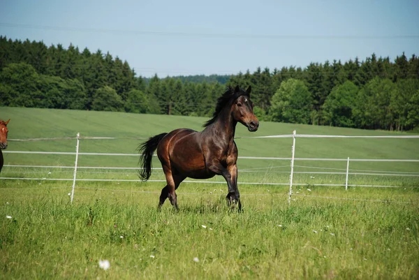 Festői Kilátás Természet Jelenet — Stock Fotó