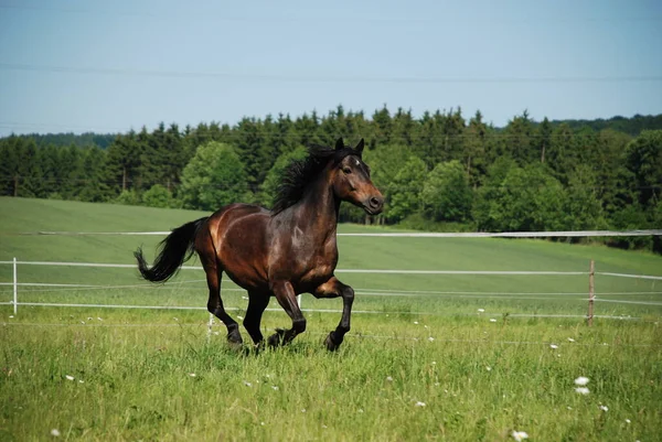 Chevaux Extérieur Jour — Photo