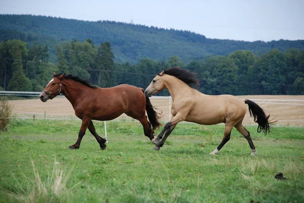 Horses Outdoors Daytime — Stock Photo, Image