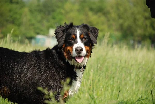 Porträt Eines Süßen Hundes — Stockfoto