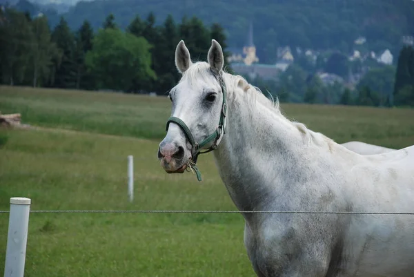 Chevaux Extérieur Jour — Photo