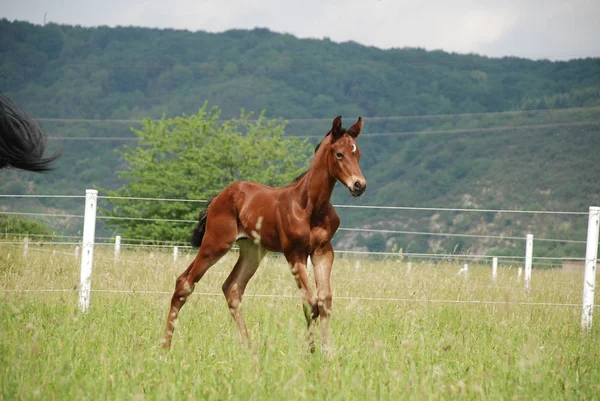 Landleven Selectieve Focus — Stockfoto