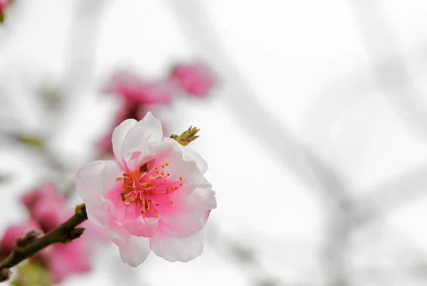 Frühlingsblüte Blumen Auf Baum — Stockfoto