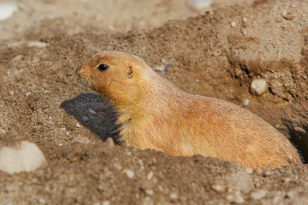 Close Single Prarie Dog Gaurding Hole Ground — Stock Photo, Image