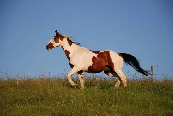 Koń Zielonej Łące Florze Faunie — Zdjęcie stockowe