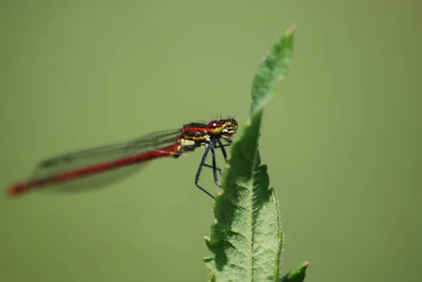 Vista Macro Primer Plano Del Insecto Libélula — Foto de Stock