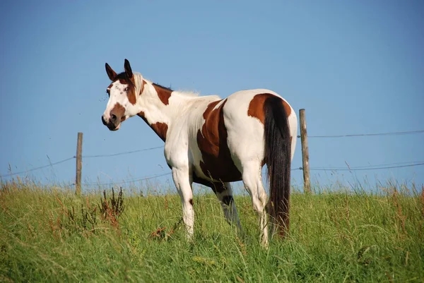 Лошадь Зеленом Лугу Флоре Фауне — стоковое фото
