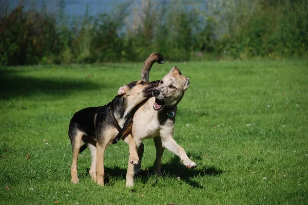 Cane Che Gioca Con Una Palla Nel Parco — Foto Stock