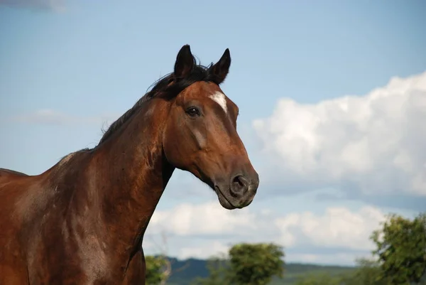 Schattig Paard Wilde Natuur — Stockfoto