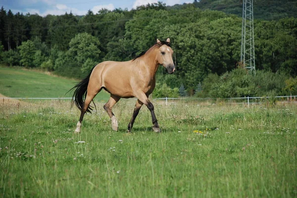 野生の自然でかわいい馬 — ストック写真