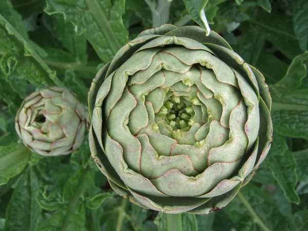 Draufsicht Auf Zwei Knospen Der Kugelartischocke Cynara Cardunculus — Stockfoto