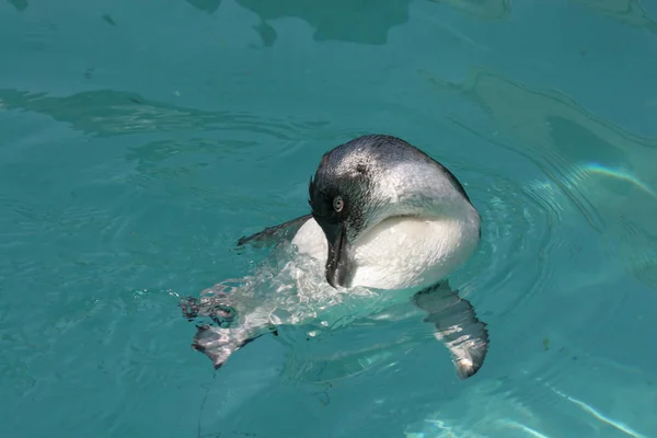 Sprookjespinguïn Eudyptula Minor Soort Wordt Ook Wel Kleine Pinguïn Kleine — Stockfoto