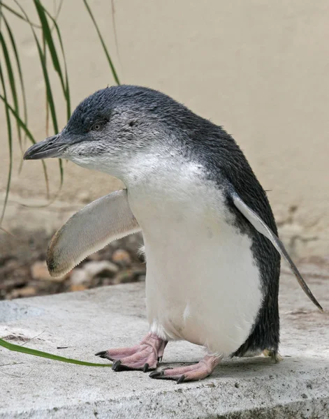 Elfenpinguin Eudyptula Minor Die Art Wird Auch Als Kleiner Pinguin — Stockfoto