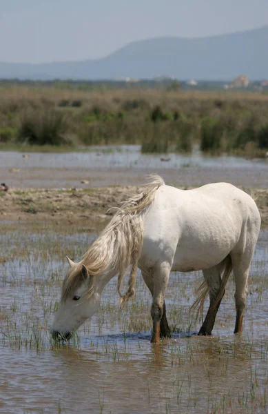 White Camargue Häst Betar Grunt Vatten Parc Natural 039 — Stockfoto