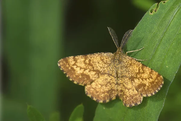 Primo Piano Bug Natura Selvaggia — Foto Stock