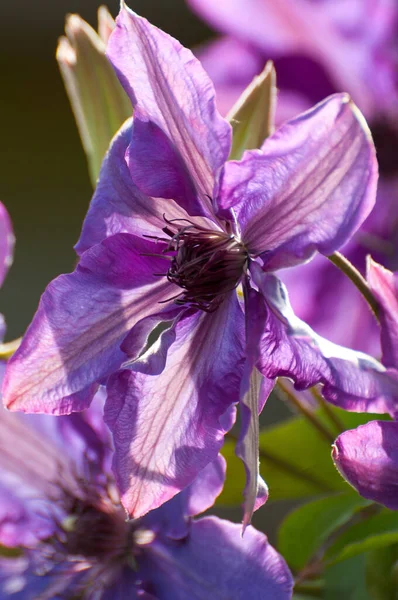 Χλωρίδα Πέταλα Λουλουδιών Φυτό Βοτανολογίας — Φωτογραφία Αρχείου