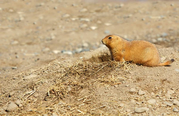 Cão Pradaria Único Sentado Seu Monte Sujeira Com Fundo Marrom — Fotografia de Stock