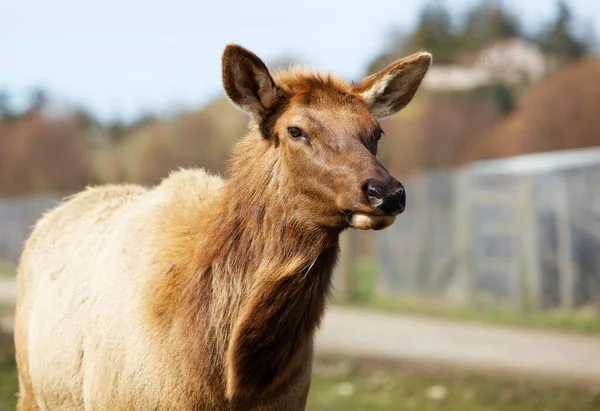 Young Brown Roosevelt Elk Soft Background — Φωτογραφία Αρχείου