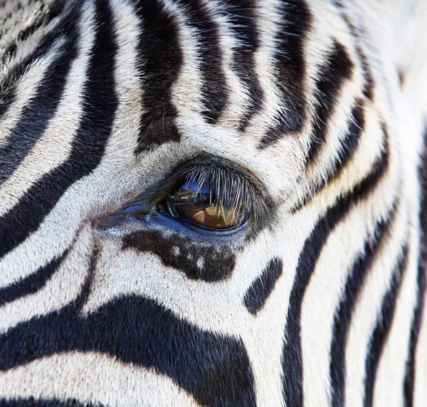 Sluit Een Enkel Zebra Oog Een Deel Van Het Hoofd — Stockfoto