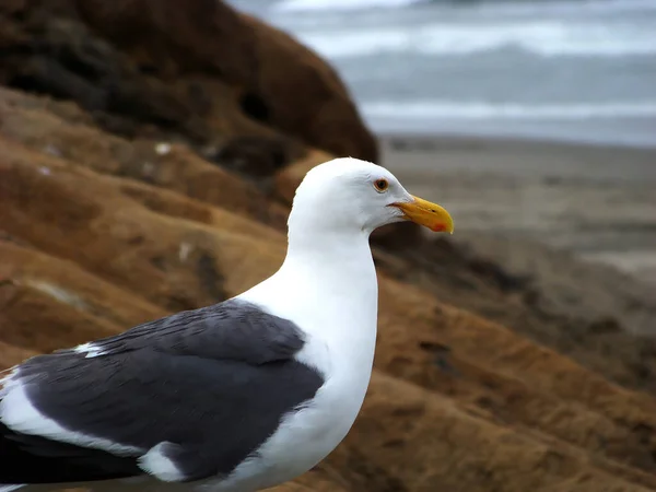 Seagull Looking Out Ocean Small Cliff — Stock Photo, Image