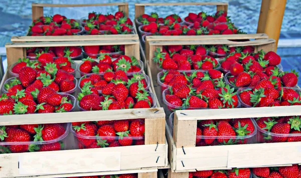 Some Boxes Red Beautiful Strawberries — Stock Photo, Image