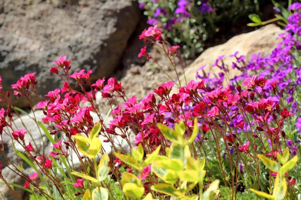 Vackra Vårblommor Solig Dag — Stockfoto