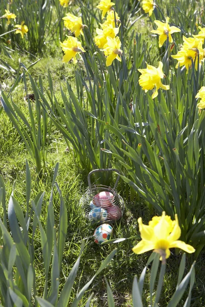 Huevos Pascua Ocultos Para Caza Campo Narcisos —  Fotos de Stock
