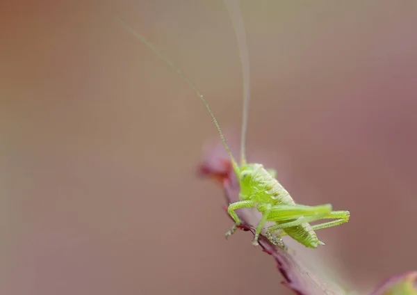 野生の自然界での虫の接近 — ストック写真