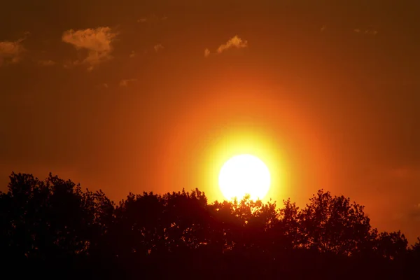 Untergehende Sonne Hinter Bäumen — Stockfoto