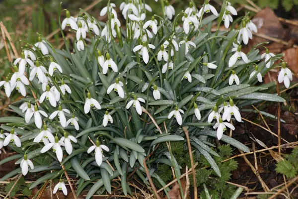 Spring Snowdrop Flowers Flora — Stock Photo, Image