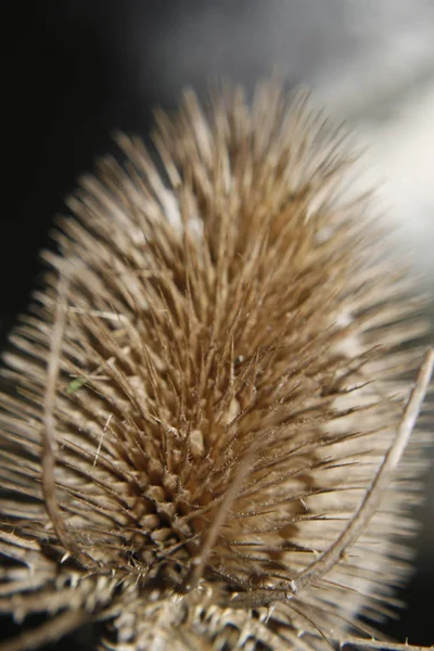 Teasel Frö Huvud Fält Worksop Notts England — Stockfoto