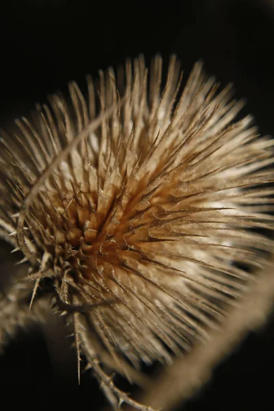 Cabeza Semilla Cucharilla Campo Worksop Notts Inglaterra — Foto de Stock