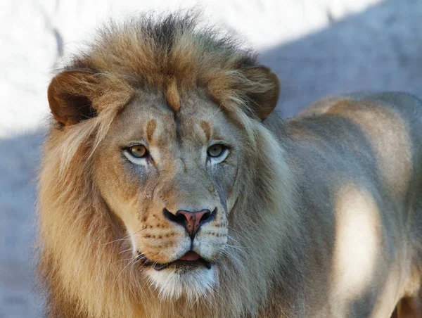 Close Lions Head Looking Right Concrete Background — Stock Photo, Image