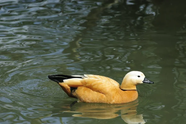 Vue Panoramique Bel Oiseau Nature — Photo